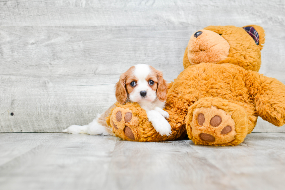 Little Cavalier King Charles Spaniel Baby