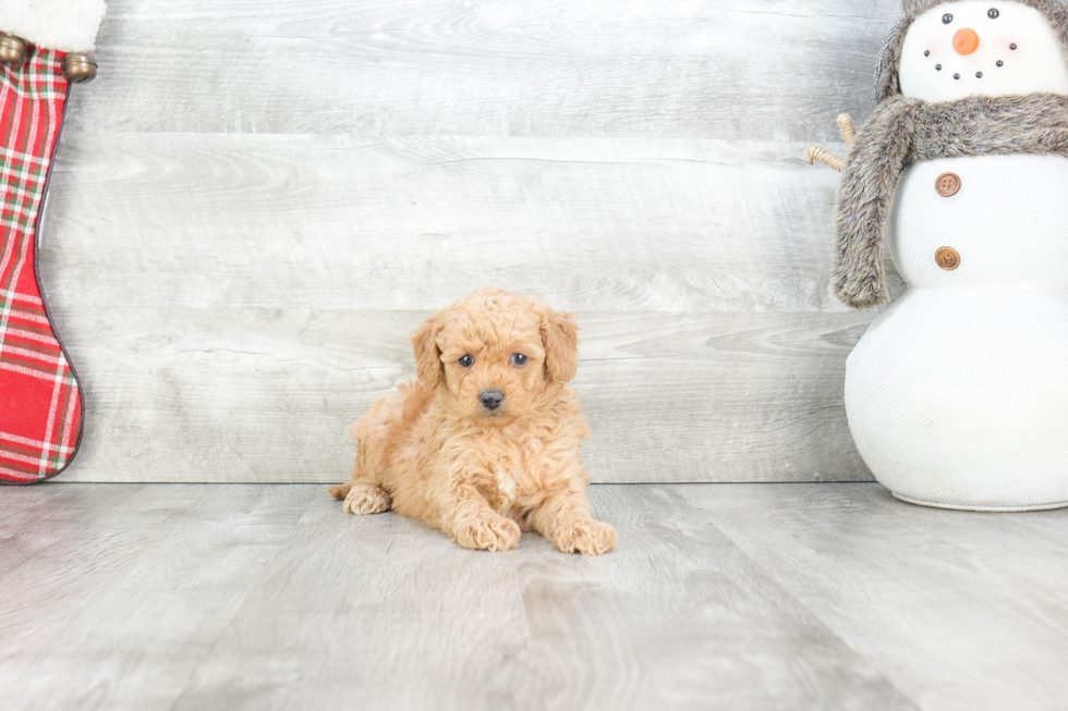 Mini Goldendoodle Puppy for Adoption