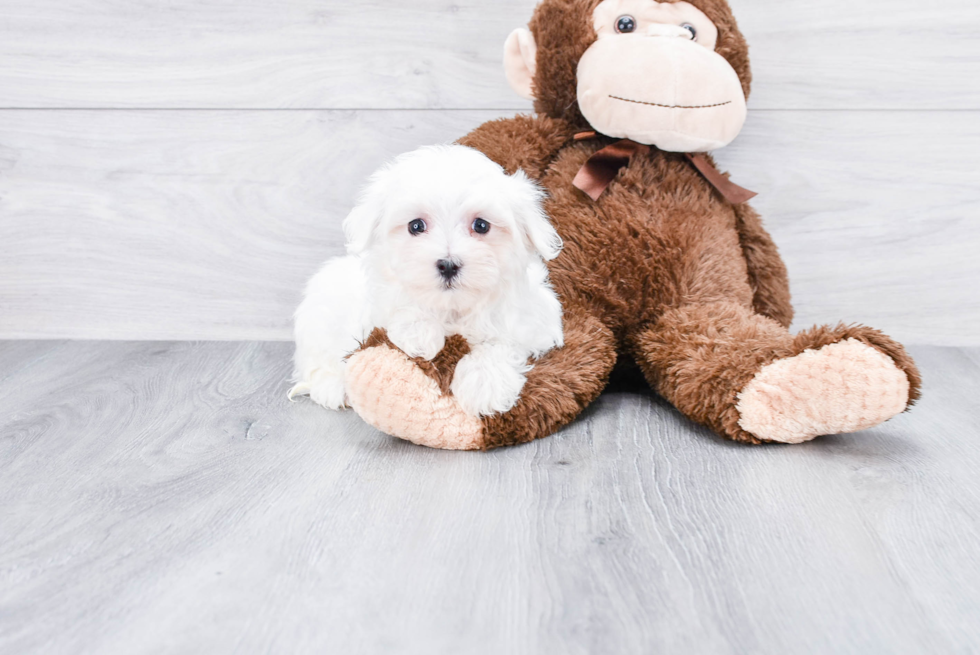 Fluffy Maltese Purebred Puppy