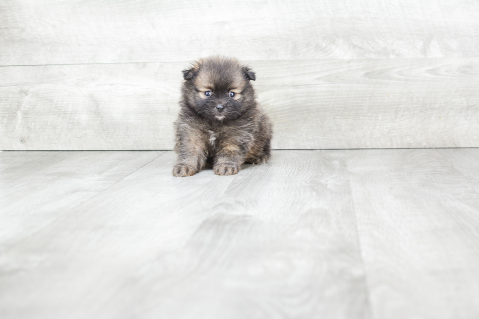 Playful Pomeranian Purebred Pup