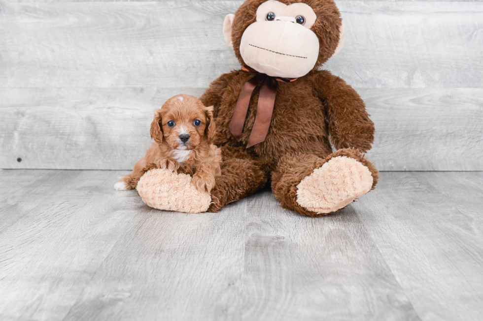 Cute Cavapoo Baby