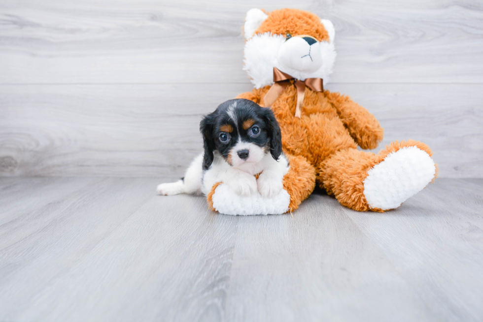 Cavalier King Charles Spaniel Pup Being Cute