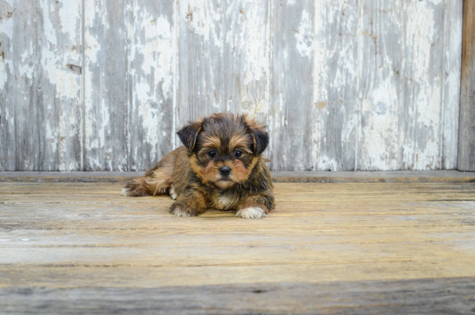 Cute Shorkie Baby