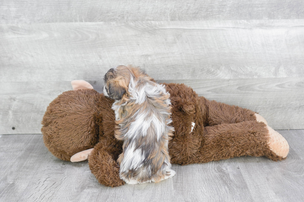 Teddy Bear Pup Being Cute