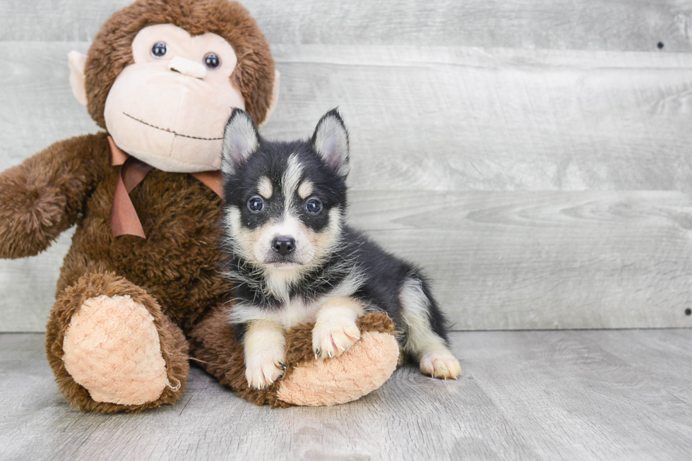 Pomsky Pup Being Cute