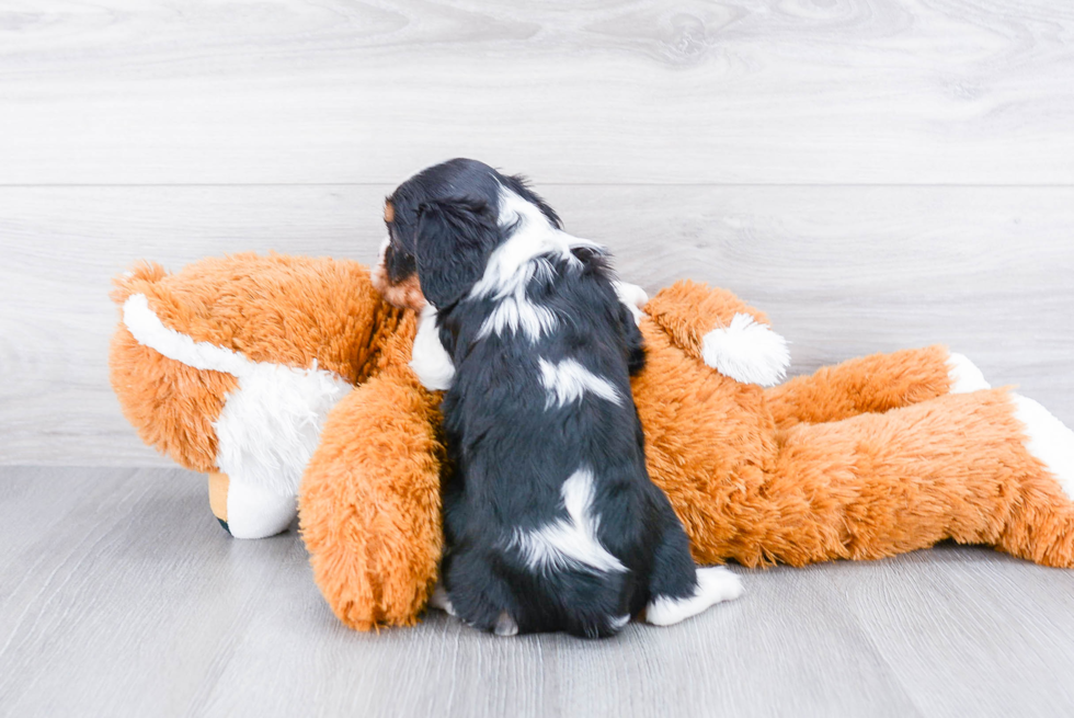 Cavalier King Charles Spaniel Pup Being Cute