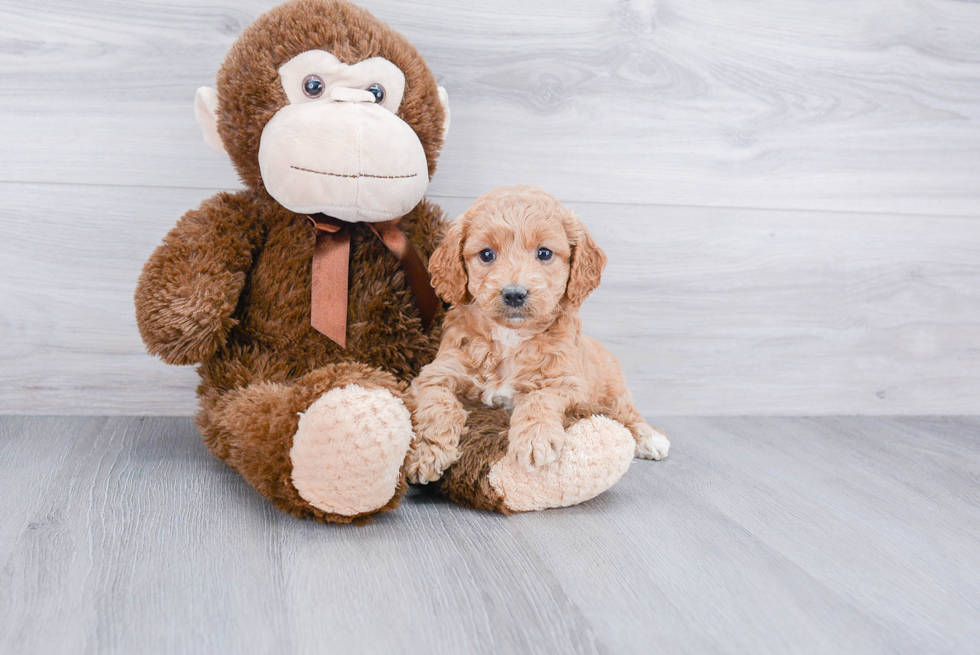 Mini Goldendoodle Puppy for Adoption