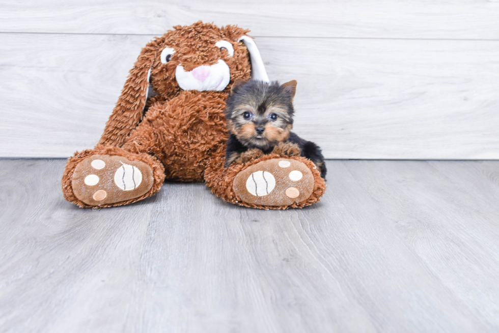 Meet Tinkerbell - our Yorkshire Terrier Puppy Photo 