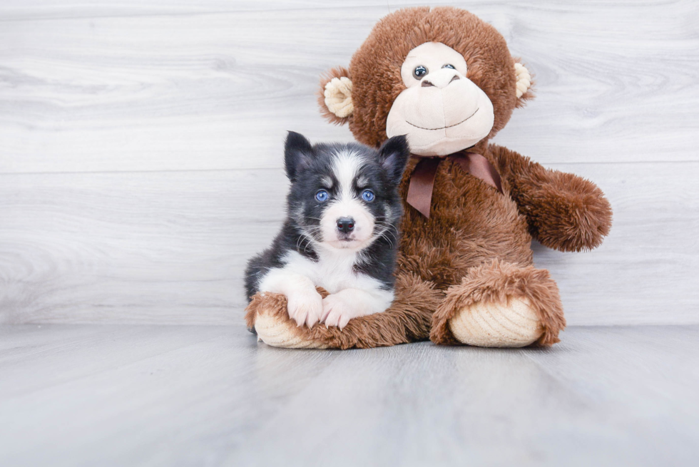 Pomsky Puppy for Adoption