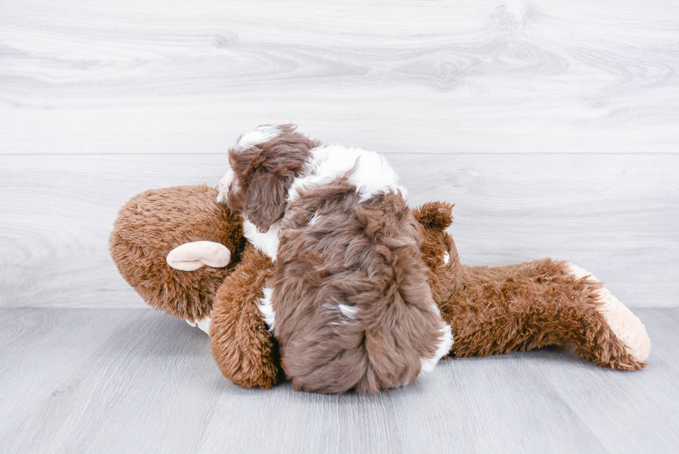 Havanese Pup Being Cute