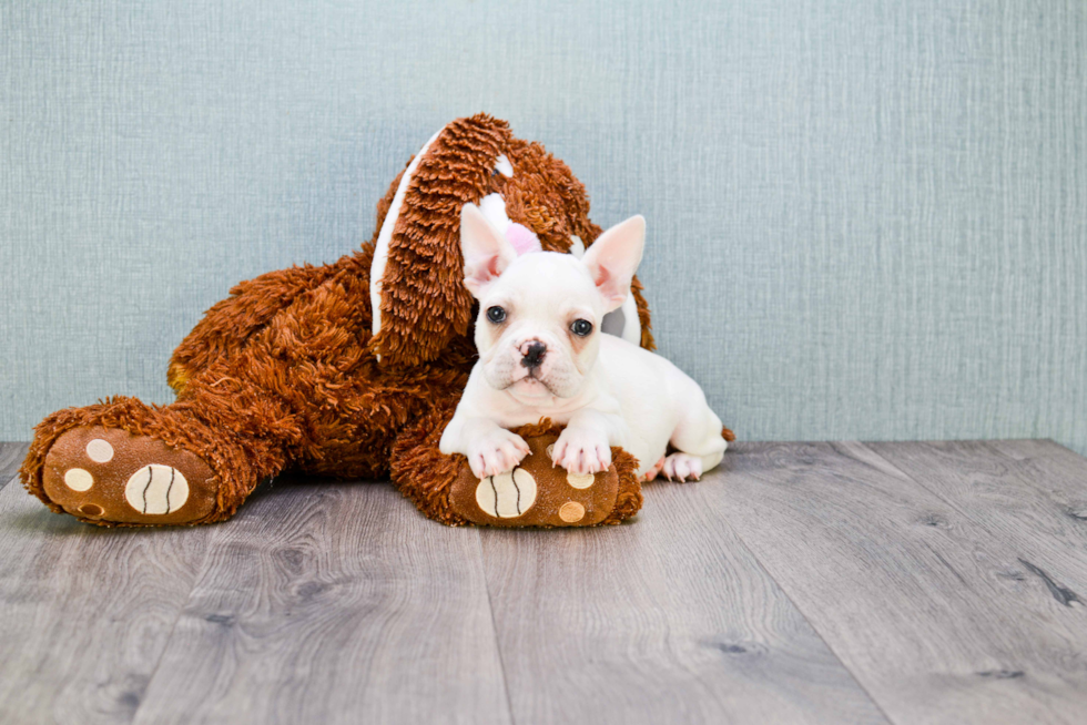 Small French Bulldog Purebred Pup