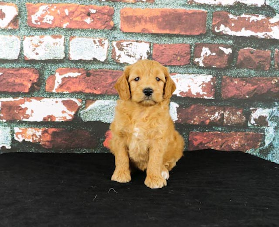 Mini Goldendoodle Pup Being Cute