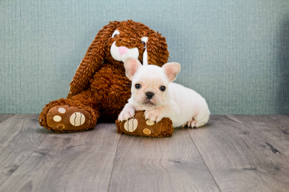 French Bulldog Pup Being Cute