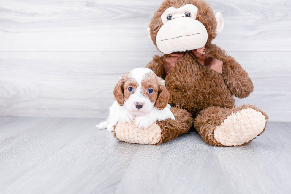 Cavapoo Puppy for Adoption