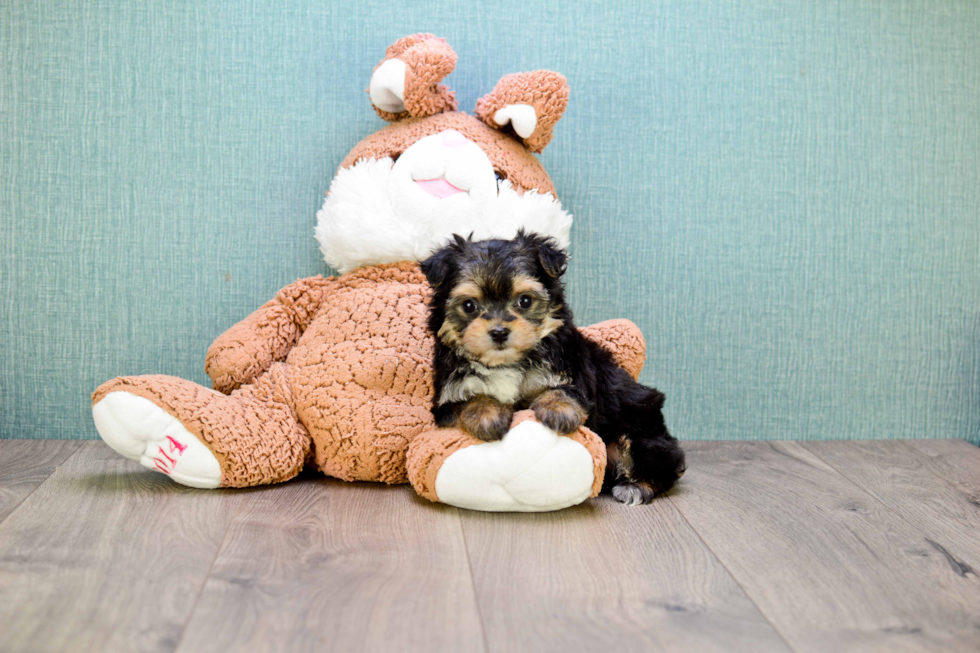 Small Morkie Baby