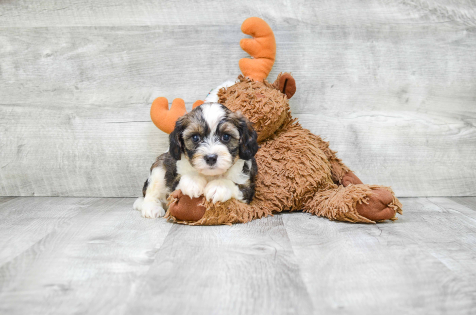 Cute Cavapoo Baby