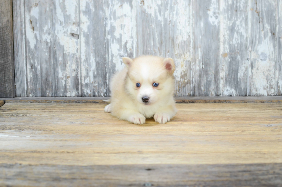 Pomsky Puppy for Adoption