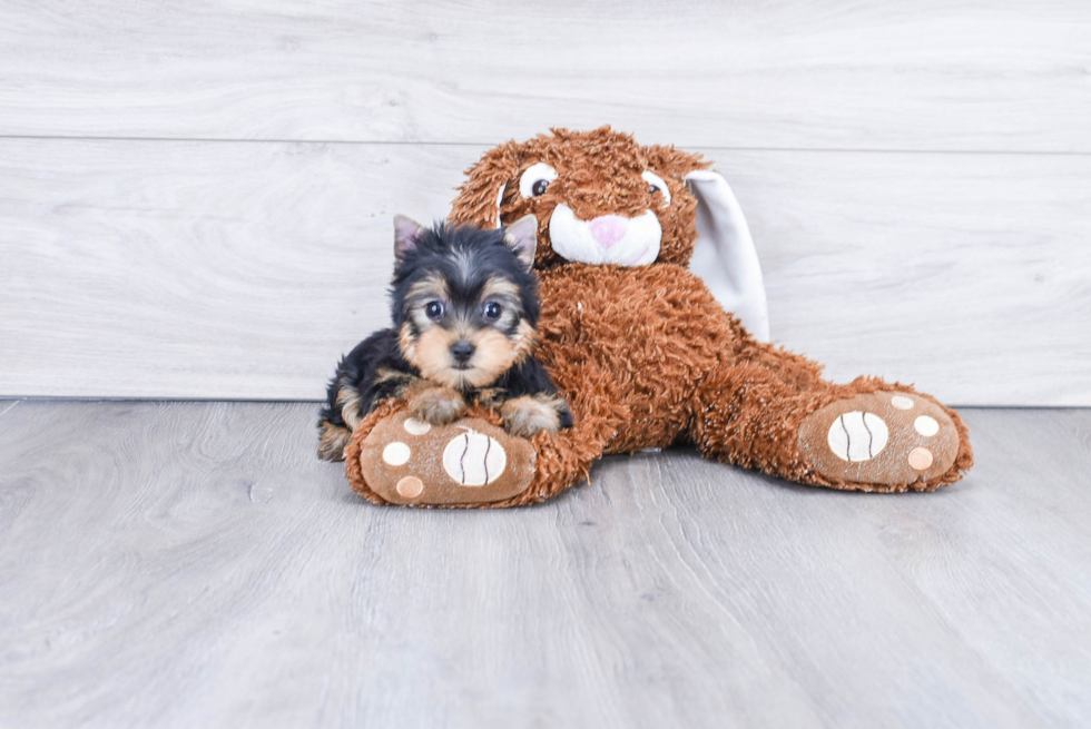 Meet Rascal - our Yorkshire Terrier Puppy Photo 