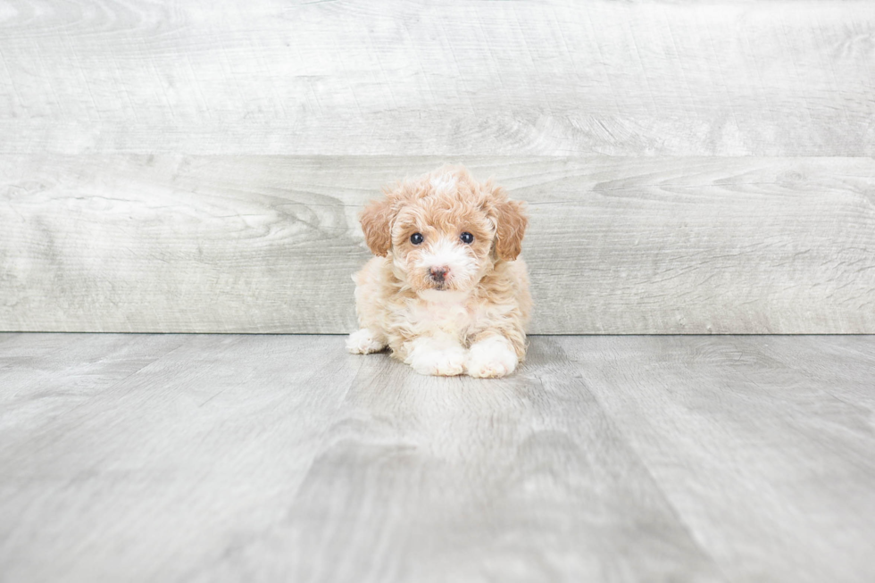 Friendly Maltipoo Baby