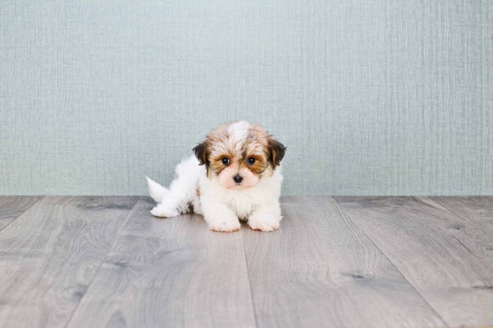 Petite Morkie Designer Pup