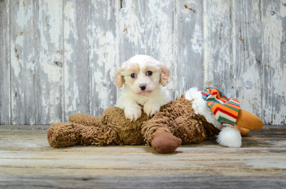 Adorable Cavalier Designer Puppy