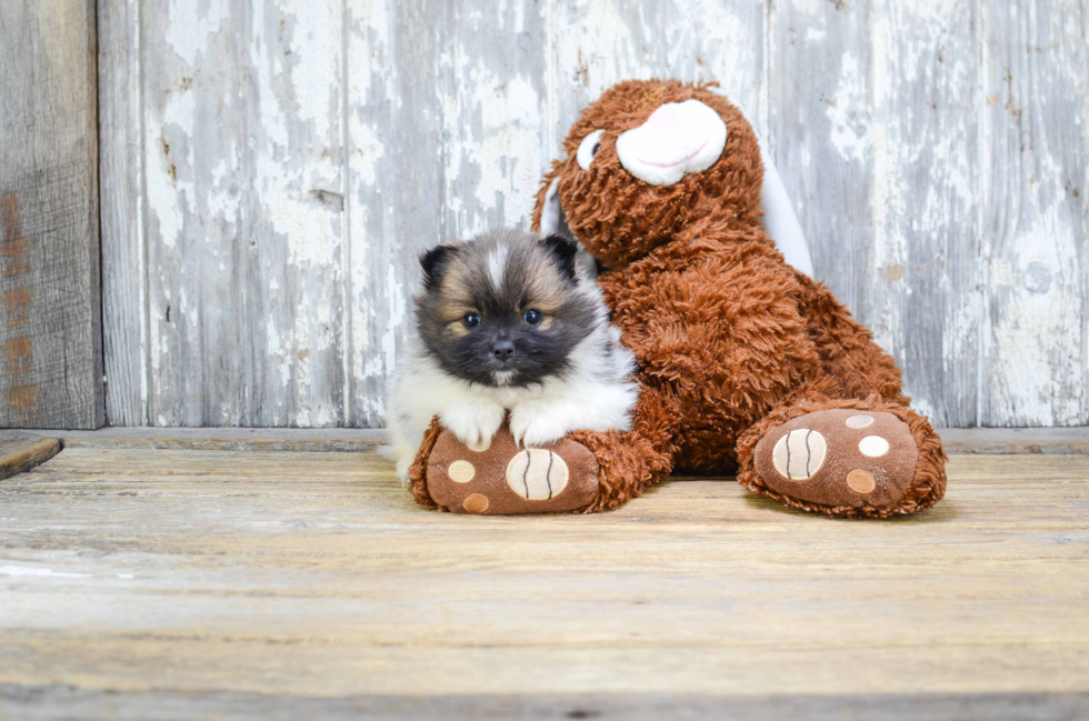 Friendly Pomeranian Baby