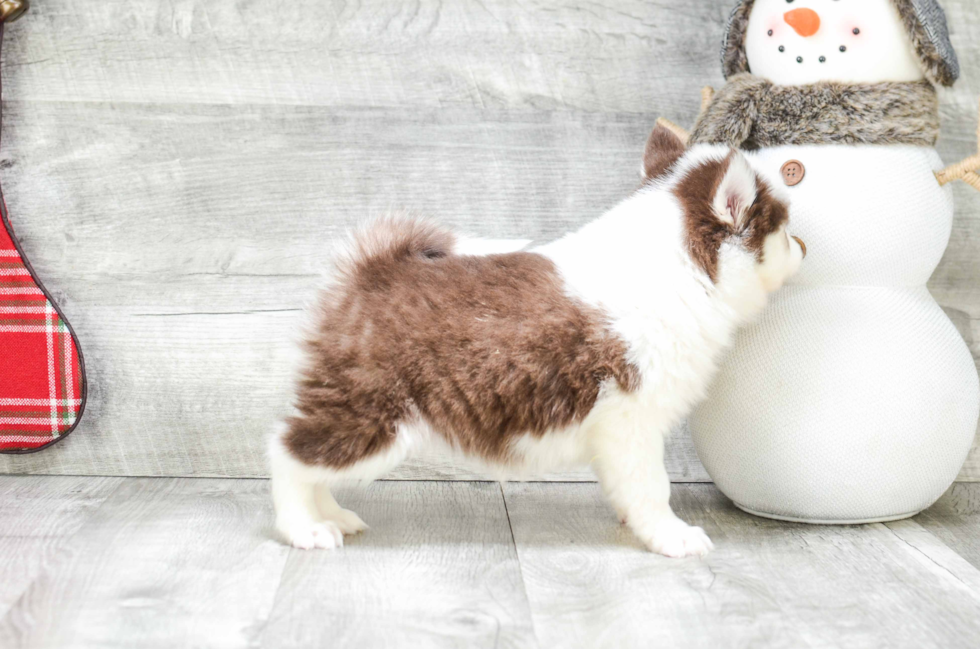 Pomsky Pup Being Cute