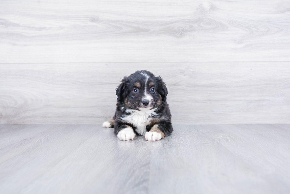 Mini Aussiedoodle Pup Being Cute