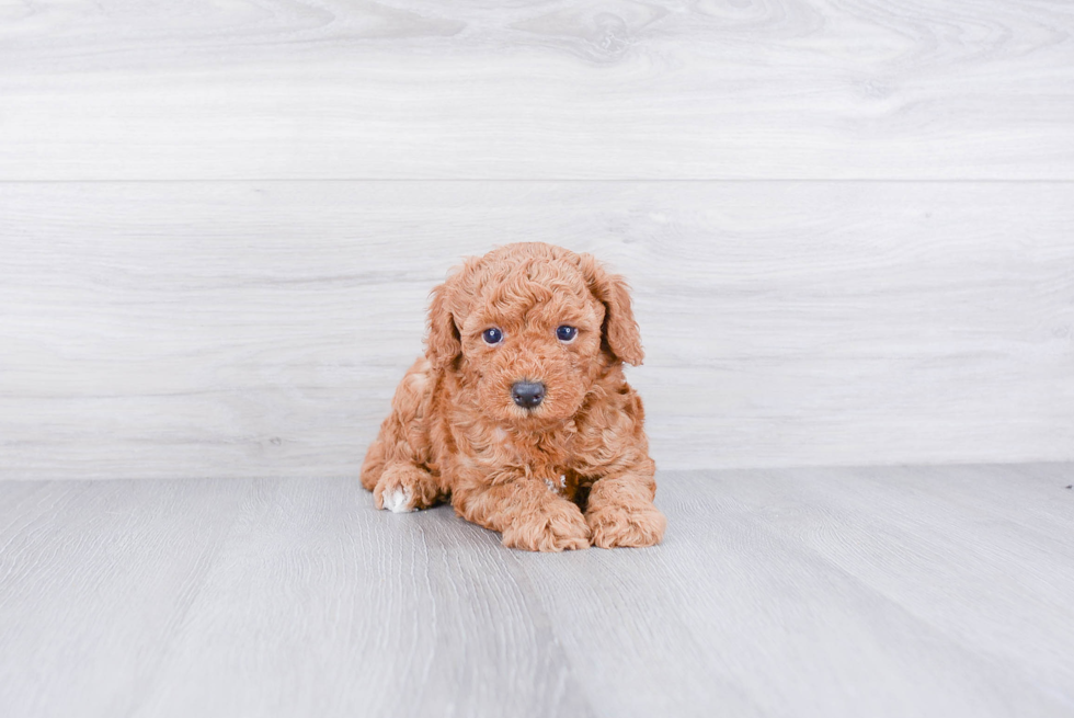 Petite Cavapoo Poodle Mix Pup