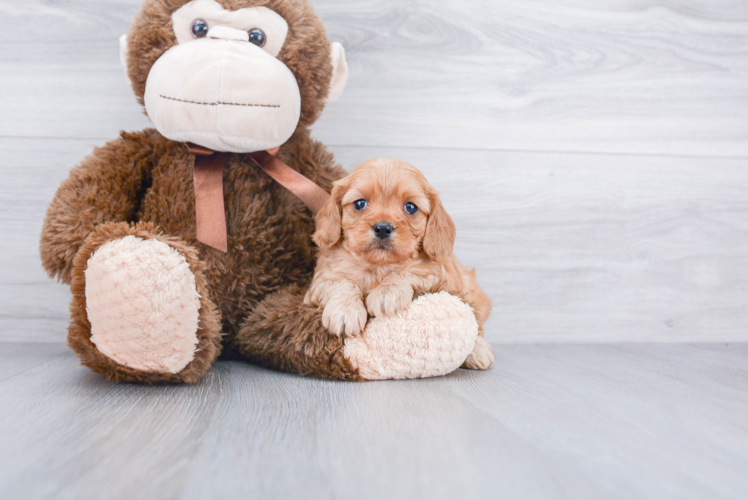 Best Cavapoo Baby