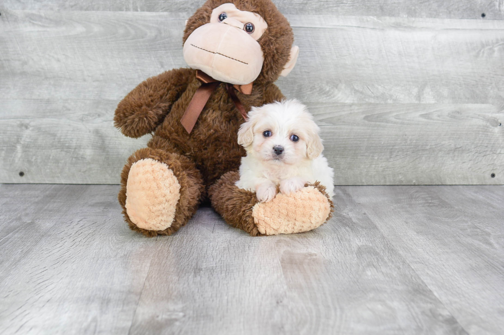 Small Cavachon Baby