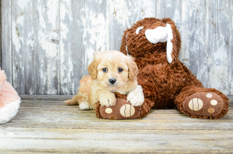 Hypoallergenic Cavalier Designer Puppy