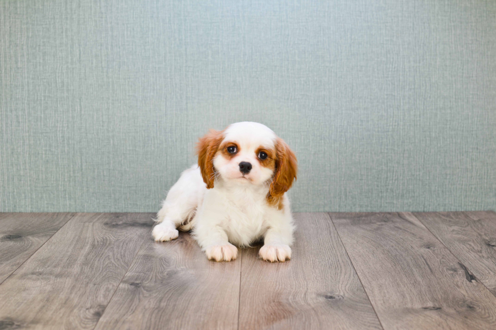 Small Cavalier King Charles Spaniel Baby