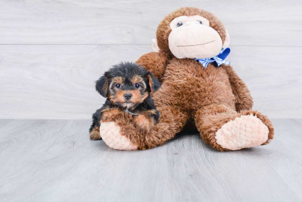 Meet Bella - our Yorkshire Terrier Puppy Photo 