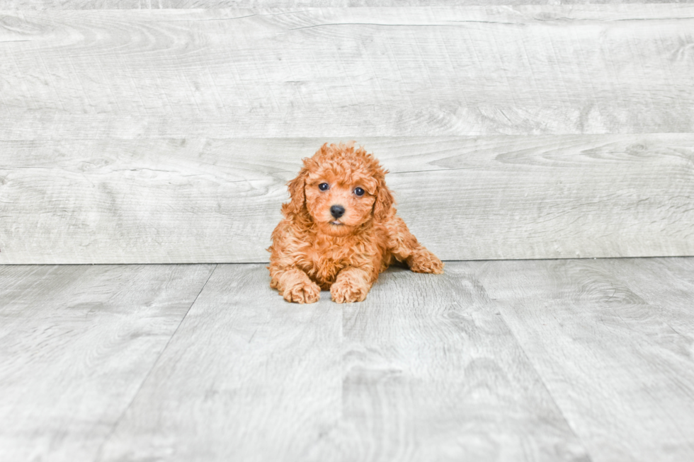 Best Cavapoo Baby