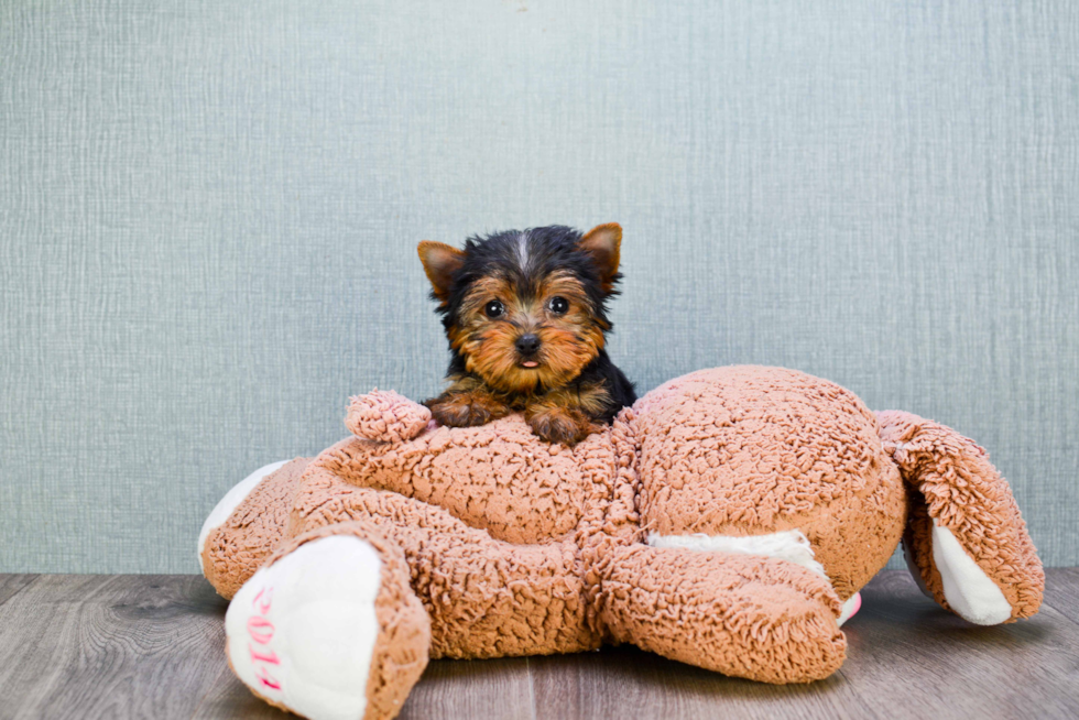 Meet Beckham - our Yorkshire Terrier Puppy Photo 