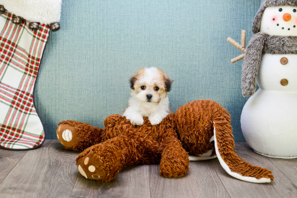 Havanese Pup Being Cute