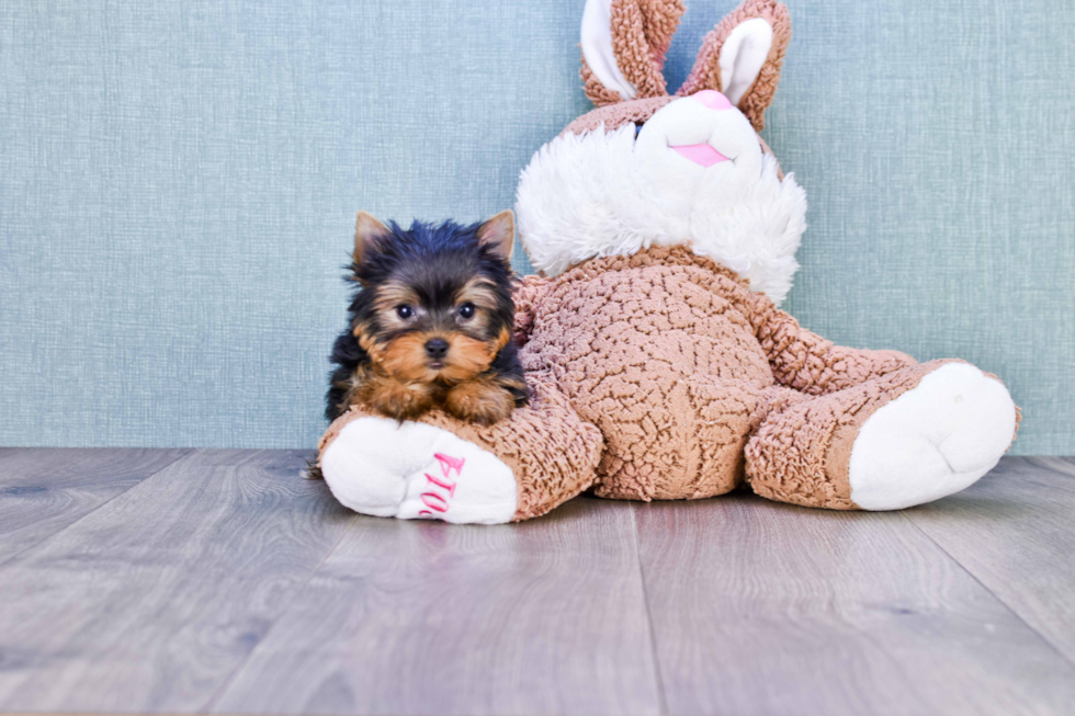 Meet Beckham - our Yorkshire Terrier Puppy Photo 