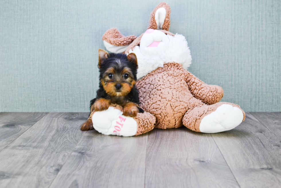 Meet Kacee - our Yorkshire Terrier Puppy Photo 