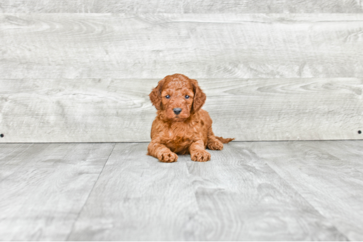 Best Mini Goldendoodle Baby