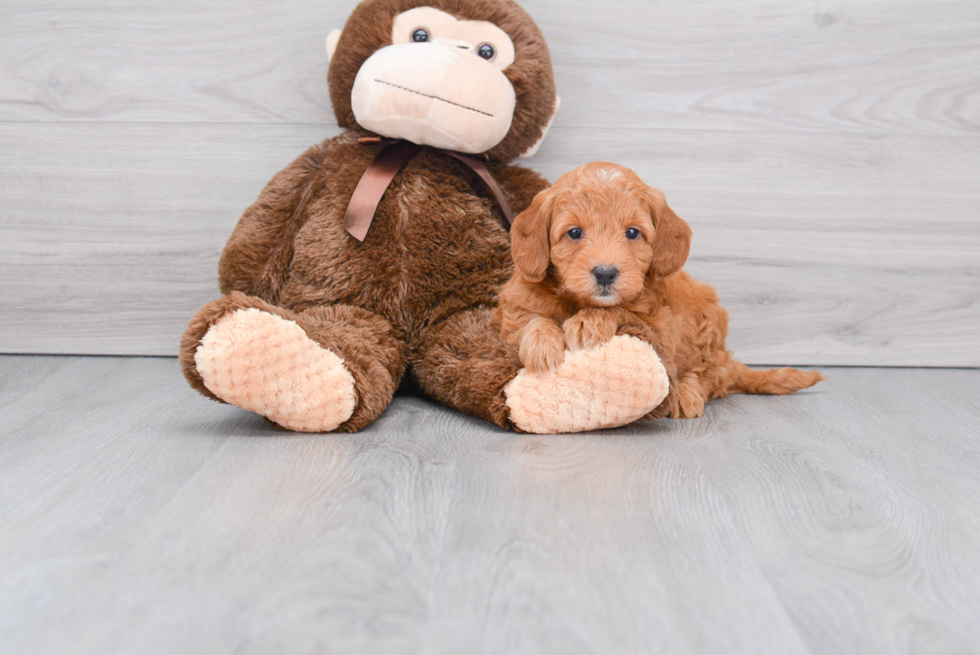 Playful Golden Retriever Poodle Mix Puppy