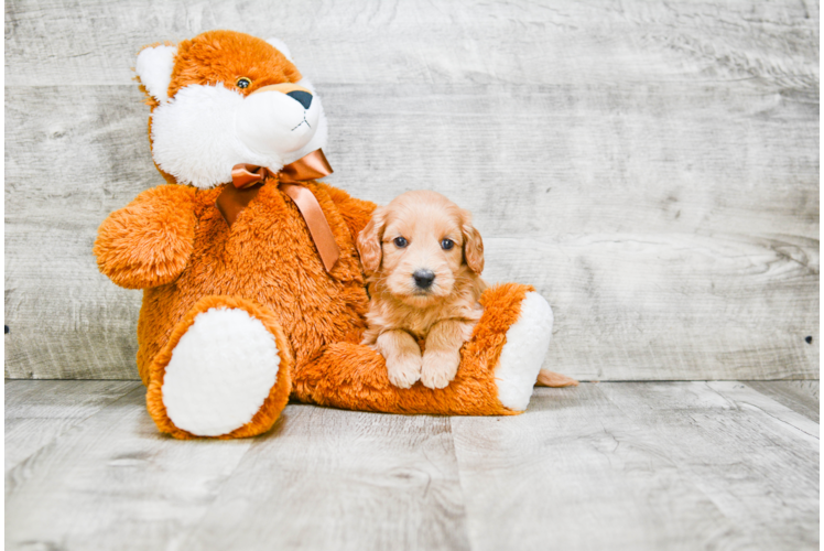 Mini Goldendoodle Puppy for Adoption