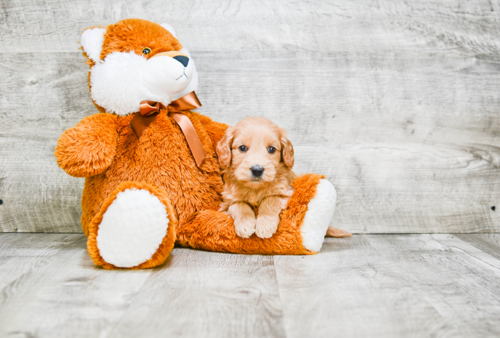 Mini Goldendoodle Puppy for Adoption