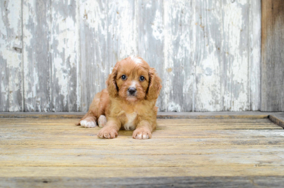 Popular Cavapoo Poodle Mix Pup