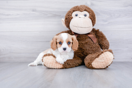 Funny Cavalier King Charles Spaniel Purebred Pup