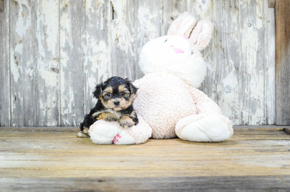 Morkie Puppy for Adoption