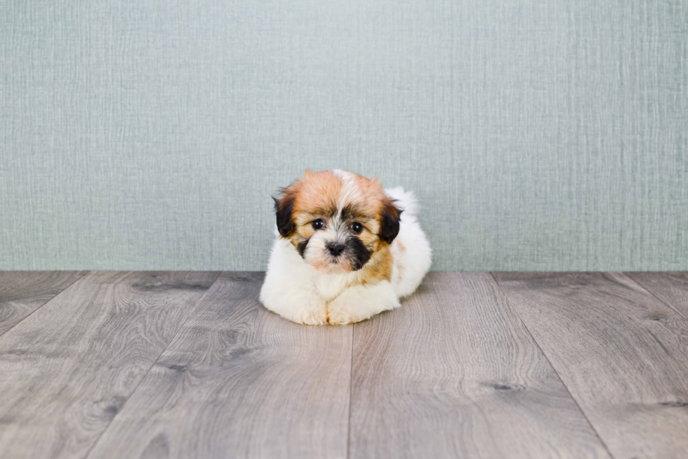 Hypoallergenic Shi Chon Designer Puppy