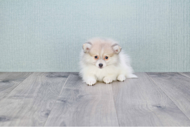 Hypoallergenic Pomeranian Baby