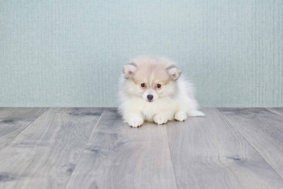 Hypoallergenic Pomeranian Baby