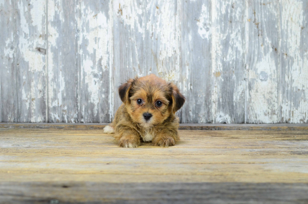 Best Shorkie Baby